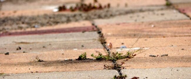 lectio divina nedeljskega evangelija