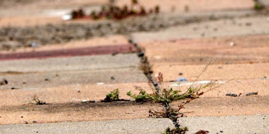 lectio divina nedeljskega evangelija