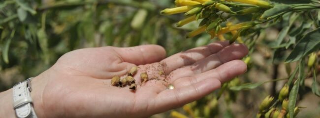 Gorčično zrno - lectio divina