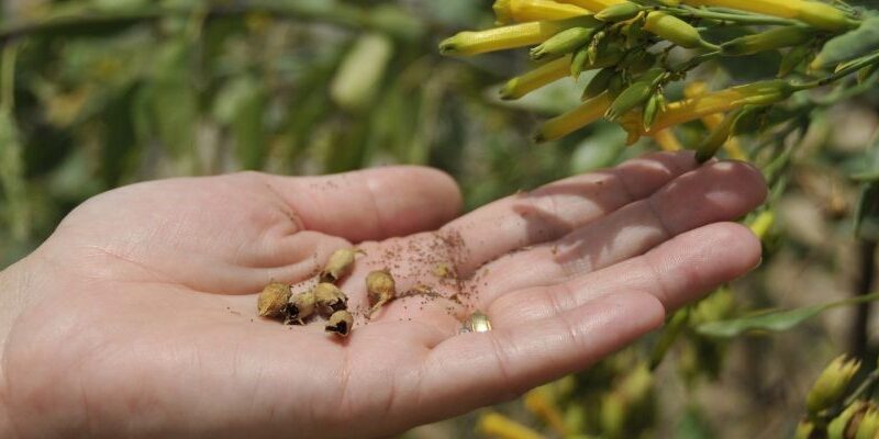Gorčično zrno - lectio divina