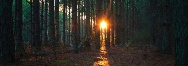 Lectio divina evangelija