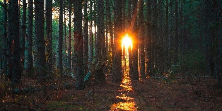 Lectio divina evangelija