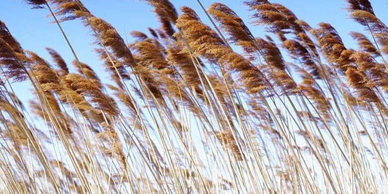 lectio divina advent