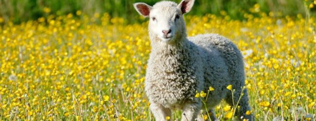 Božje Jagnje - lectio divina