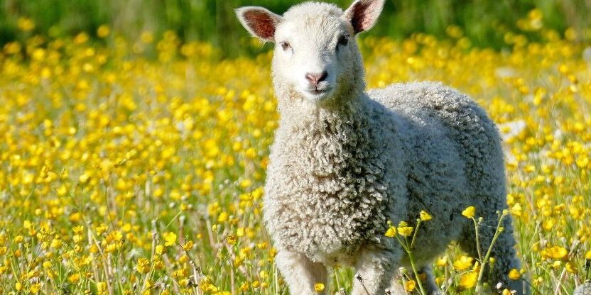 Božje Jagnje - lectio divina